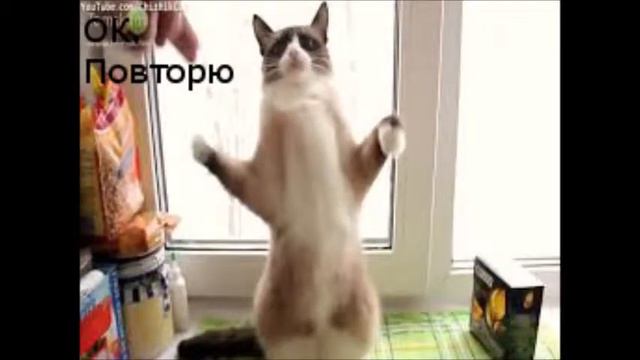 Шок!!![Медведь Vs Кот]
