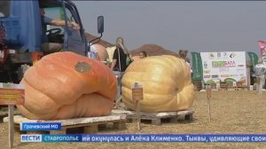 Самые большие тыквы и арбузы в России