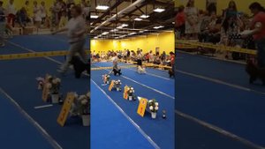 Лучший миниатюрный пудель выставки