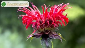 ? Монарда – описание цветка, история окультуривания