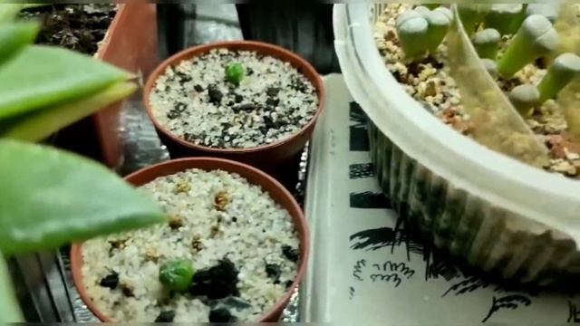 Выращены из семян