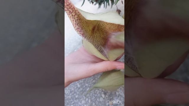 Stapelia Gigantea | Starfish Cactus - Starfish Flower Cactus #succulents #ytshorts #houseplants