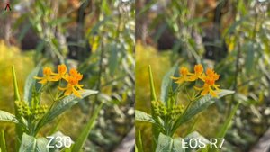 Nikon z30 Vs Canon EOS R7 | Camera Test