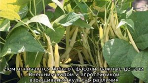 Бобы и фасоль: в чем разница