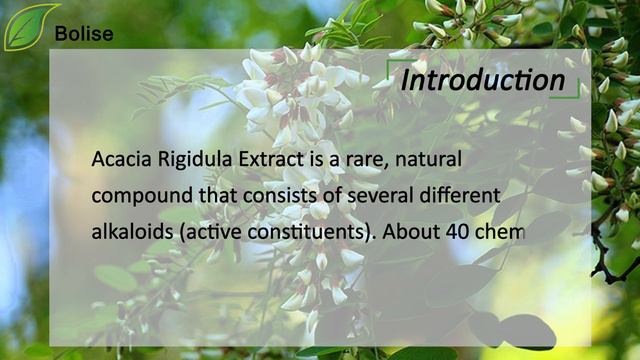 What is Acacia Rigidula Extract? Get Acacia Rigidula Extract Price from Bolise смотреть онлайн