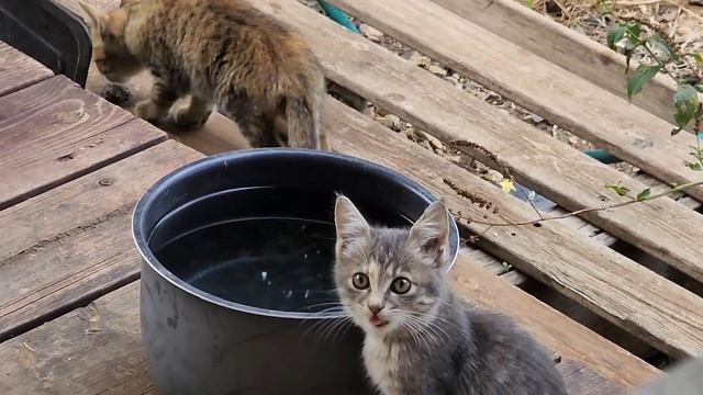 У Тами, которую мы стерилизовали на днях, есть три котёнка. Я не знала, но на молоко это не повлиял смотреть онлайн