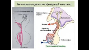 Гистология 1.Эндокринная система
