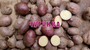 Сорт картофеля Чугунка (наследник сорта Синеглазка).