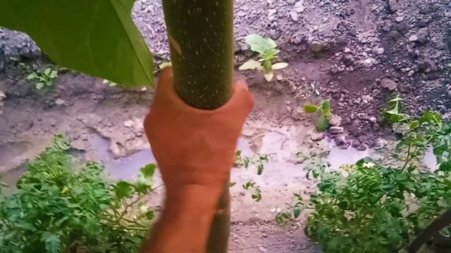 #павловния. М1 Нави енг тез усувчан смотреть онлайн