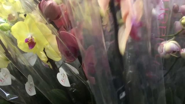 Предновогодний Обзор Орхидей в Одессе садовый центр