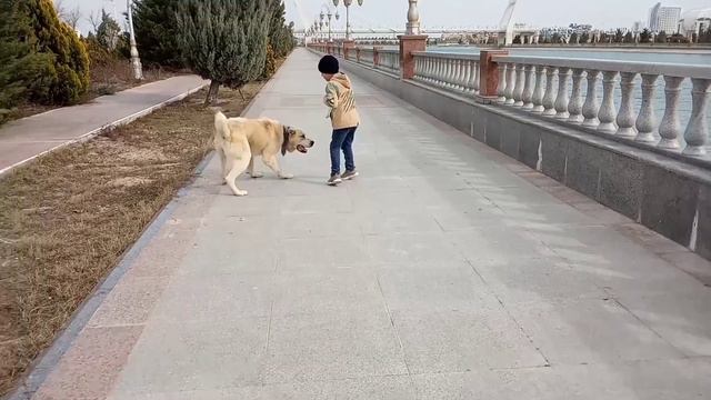 Басар Туркменский Алабай Аваза 2020 Каспий САО Central Asian Dogs Alabai Turkmen alabay смотреть онлайн