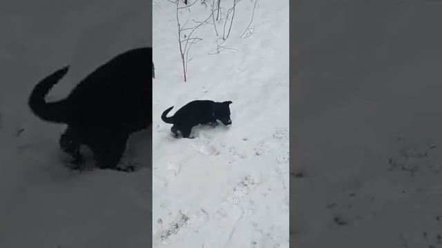 Щенок в добрые руки бесплатно