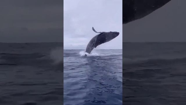 Going wild#sharkfishing #shark #sharkweek #sharks #sharkdiving #sharkattack #sharkbait #fishing смотреть онлайн