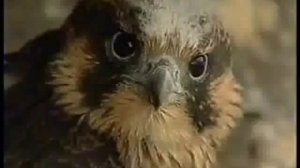 А.Лаэртский. Песня о нанайцах.