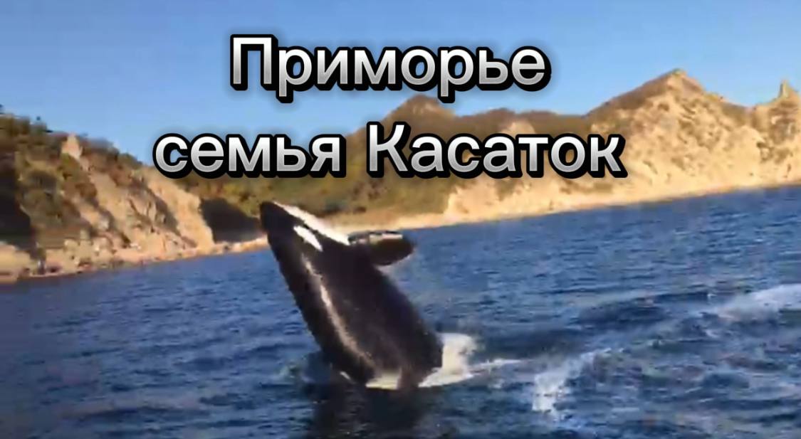 Киты семья КАСАТОК в Приморье под Находкой Дальний Восток. Природа КЛАСС. Живите в Кайф!