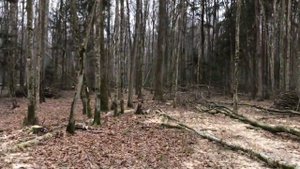 Заготовка дров самостоятельно. Часть 1