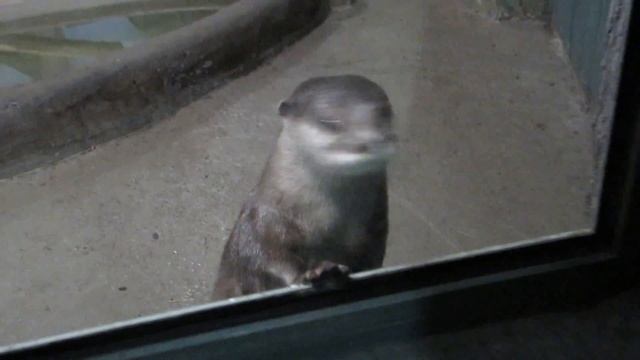 Азиатская бескоготная выдра играет с камушком 05.06.2019 смотреть онлайн