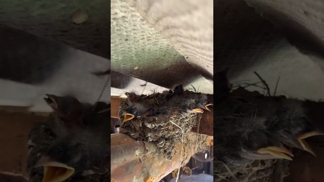 Птенцы ласточек в гнезде часть 2 смотреть онлайн