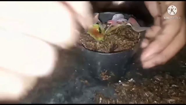 MEMISAHKAN ANAKAN CALADIUM HYBRID DARI BIJI смотреть онлайн