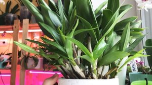 Уход за орхидеей. Уход за орхидеей дендробиум Берри Ода.