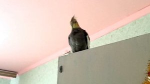 Попугай Нимфа Корелла поет