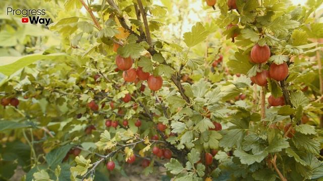 СРОЧНО ДАЙТЕ ГОРЧИЦУ КРЫЖОВНИКУ И БУДЕТЕ СОБИРАТЬ УРОЖАЙ ВЕДРАМИ!! УХОД ЗА КРЫЖОВНИКОМ ВЕСНОЙ! смотреть онлайн
