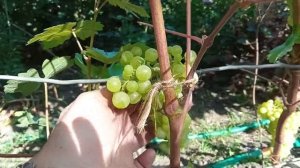 Лиепаяс Дзинтарс. 14.08. Урал. Челябинск