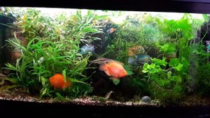 Радужница Боэсмана,Барбус денисони,Наннакара неоновая,Гибрилный попугай