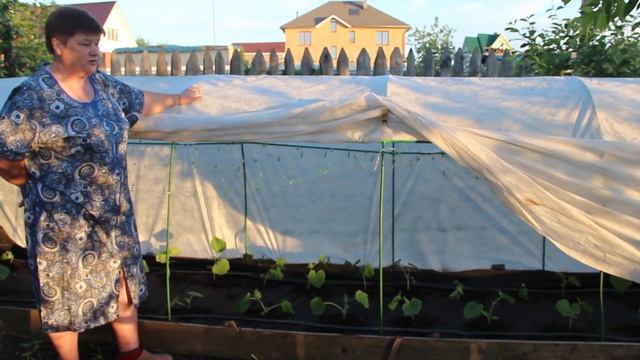 С Огурцами Будете Всегда!  Даже  Без Теплицы. Эти Правила Необходимо Запомнить. смотреть онлайн