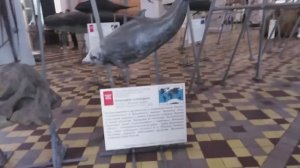 ЗООЛОГИЧЕСКИЙ МУЗЕЙ. САНКТ - ПЕТЕРБУРГ. ЧАСТЬ 1.