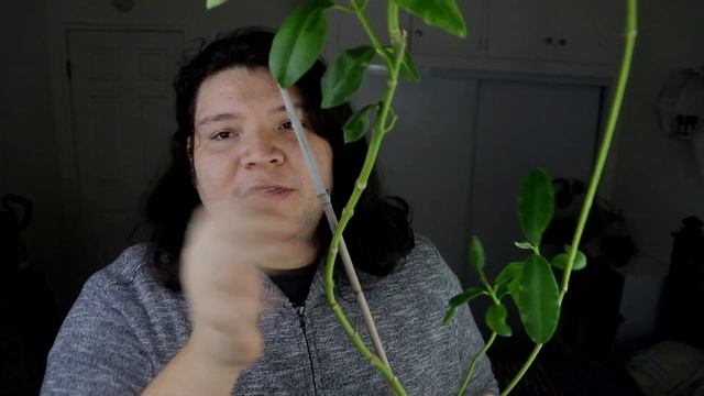 Hoya Imperialis || Fall & Winter Care смотреть онлайн