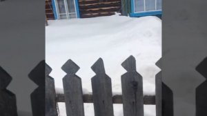 НАПАДЕНИЕ ВОЛКОВ☝️В ПОСЁЛКЕ ПЕРВОМАЙСКИЙ СЕРОВСКИЙ РАЙОН