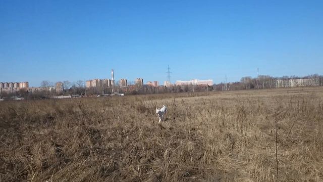 Поденко ибиценко. Podenco ibicenco. Bastet Baltas Vejas смотреть онлайн