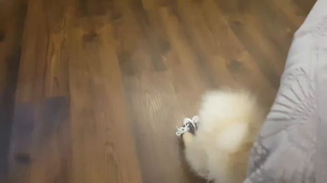 Полная ржака, Одели на шпица Nika кросовки смотреть онлайн