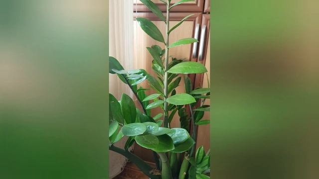 Комнатный цветок "Замиокулькас" смотреть онлайн