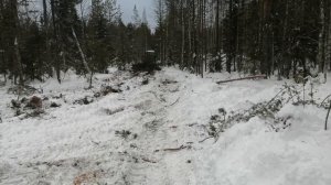 Самодельный трактор Боливар трелевка леса лебедкой/Homemade tractor wood skidding. Part 1