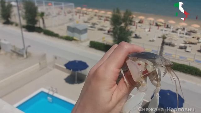 Морской богомол и морской трюфель смотреть онлайн