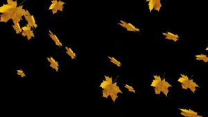 ЛИСТОПАД ОСЕНЬ ( на черном фоне )