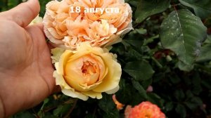 Роза Эприкот Скай, мои наблюдения. Целое лето за 3 минуты. Было-стало. Rose Apricot Sky.
