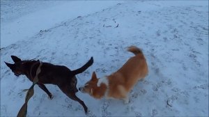 Метис Амстаффтерьера и Корги / Metis Amstaff Terrier and Corgi