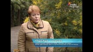 В Сочи распустилась "акация серебристая"