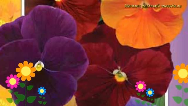 Виола гибридная Русская красавица. Краткий обзор, описание характеристик, где купить семена смотреть онлайн