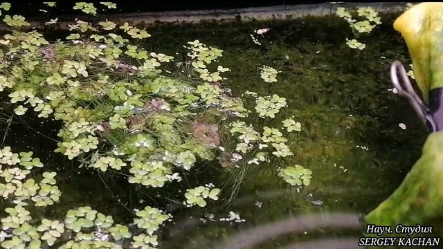 Как сделать хороший Аквариумный фильтр для воды смотреть онлайн