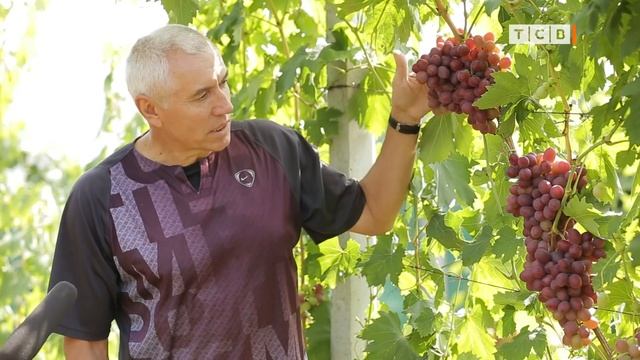 Лучшие сорта винограда смотреть онлайн