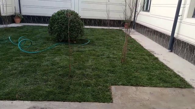 tayyor gazon ekish xizmati смотреть онлайн