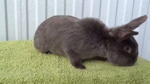 Сатиновый кролик окрас Feh
