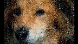 В стекло уткнув свой чёрный нос