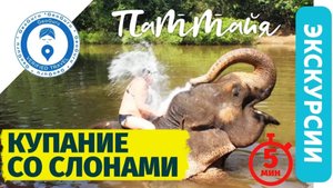 Заповедник слонов в Паттайе