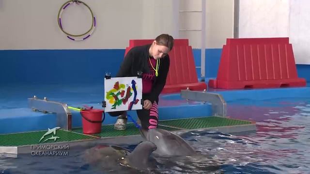 Дельфины рисуют картины в Приморском океанариуме смотреть онлайн