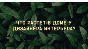 Кусочек Тайланда дома! Растения, которые поднимают настроение.